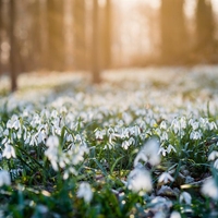 Zvončki so svetilniki, ki prinašajo upanje