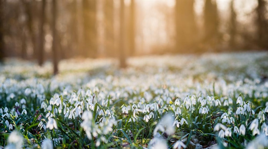 Kaj simbolizirajo ZVONČKI? So svetilniki, ki prinašajo upanje (foto: shutterstock)