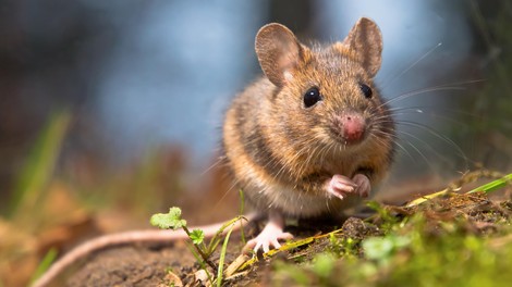 Kakšno sporočilo prinaša miška, ki pride v vaš dom?