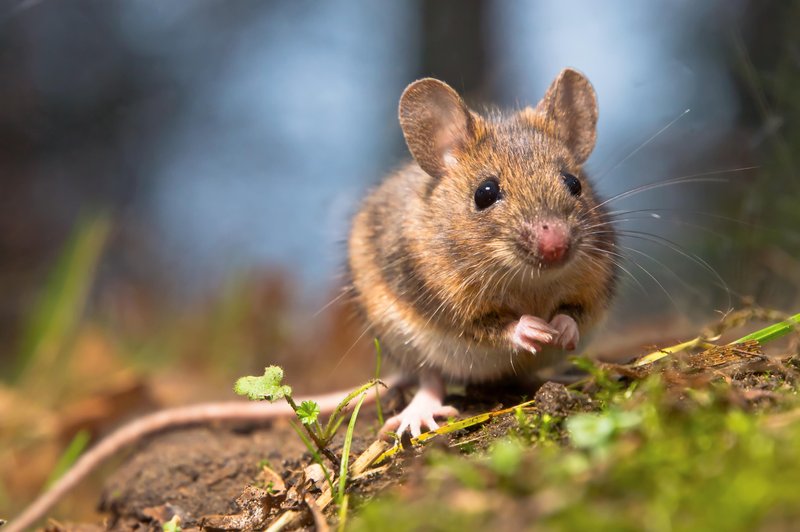 Kakšno sporočilo prinaša miška, ki pride v vaš dom? (foto: shutterstock)