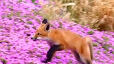 Video, ki ogreje srce: Mlada lisica se igra med cvetočimi rožami