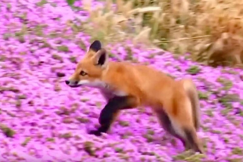 Video, ki ogreje srce: Mlada lisica se igra med cvetočimi rožami (foto: Instagram Tammy Ascher (Posnetek zaslona))