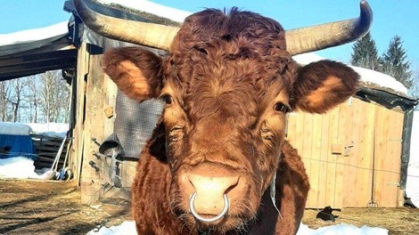 Ferdinand je bil naprodaj za meso, zdaj pa uživa v pravljici! Bravo miroljubne slovenske kmetije!