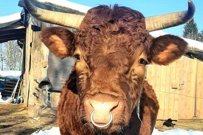 Ferdinand je bil naprodaj za meso, zdaj pa uživa v pravljici! Bravo miroljubne slovenske kmetije! (foto: V Pravljici - Fairytale Sanctuary/spletna stran)