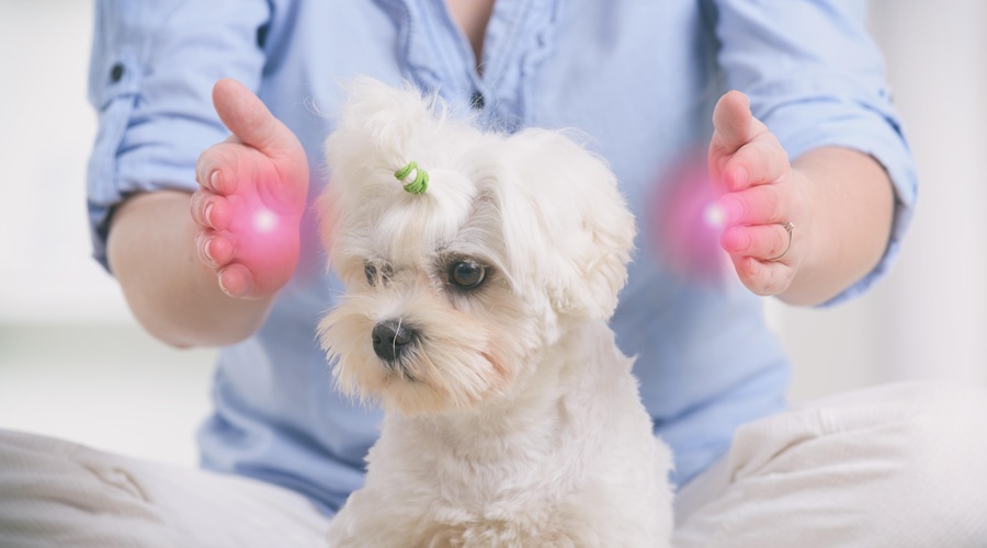Ključno je, da med seanso ohranjamo stanje višje zavesti in se skušamo povezati z višjim jazom živali. (foto: Shutterstock)