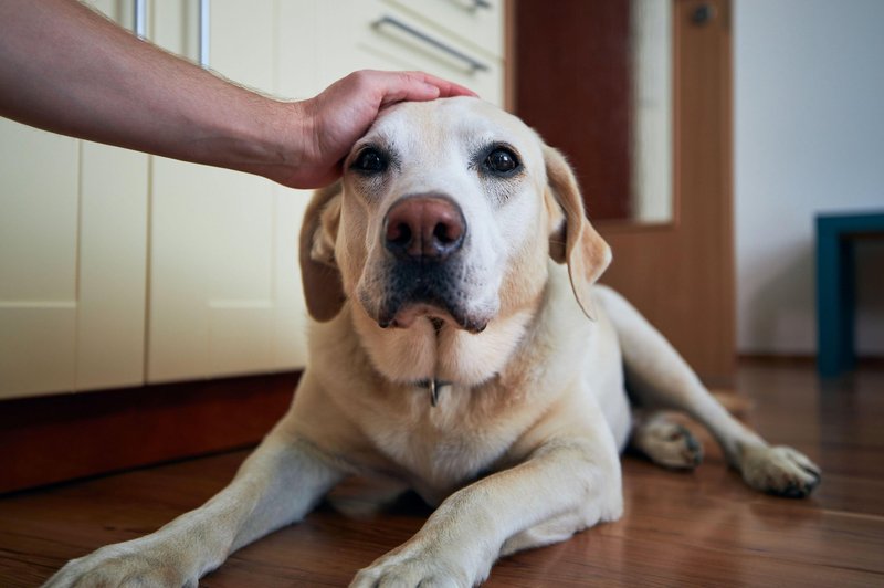 Tudi psi imajo svojo poslednjo željo pred smrtjo (foto: Profimedia)