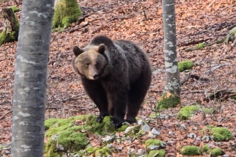 Gozdar srečal prijazno medvedko z mladičkom (foto: posnetek zaslona)