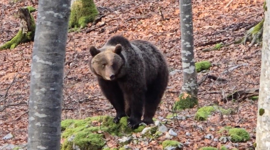 Gozdar srečal prijazno medvedko z mladičkom (foto: posnetek zaslona)
