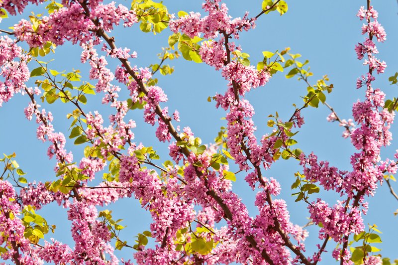 To drevo s čudovitimi cvetovi nosi poseben pomen, zlahka pa uspeva tudi v loncu (foto: Profimedia)