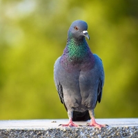 Kaj pomeni, če vas obišče golob?