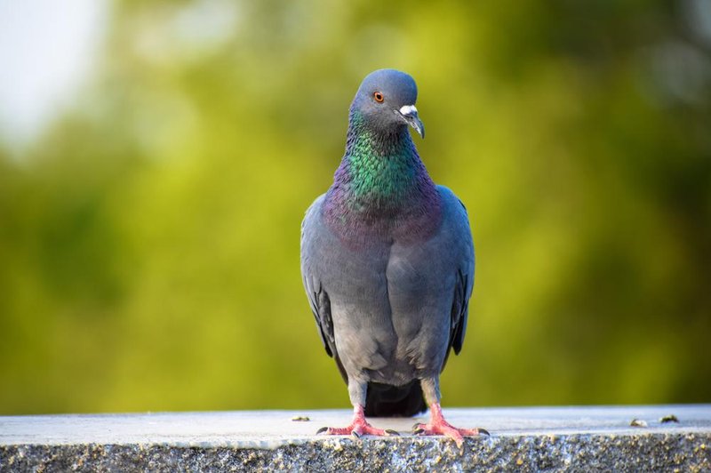 Kaj pomeni, če vas obišče golob? (foto: shutterstock)