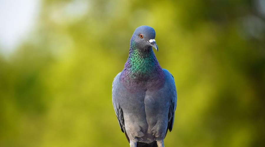 Kaj pomeni, če vas obišče golob? (foto: shutterstock)