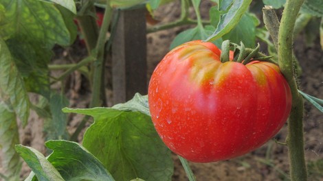 Slabi sosedje paradižnika: Teh 7 rastlin nikar ne posadite zraven paradižnika