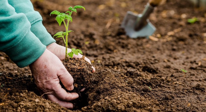 5 stvari, ki jih lahko pred sajenjem paradižnika zakopljete v zemljo