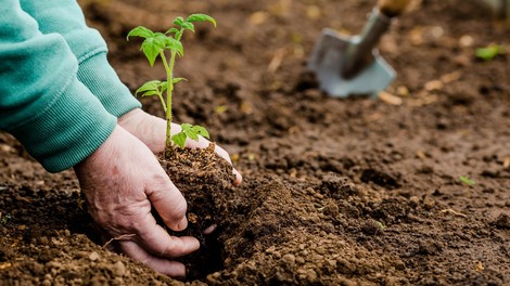 5 stvari, ki jih lahko pred sajenjem paradižnika zakopljete v zemljo