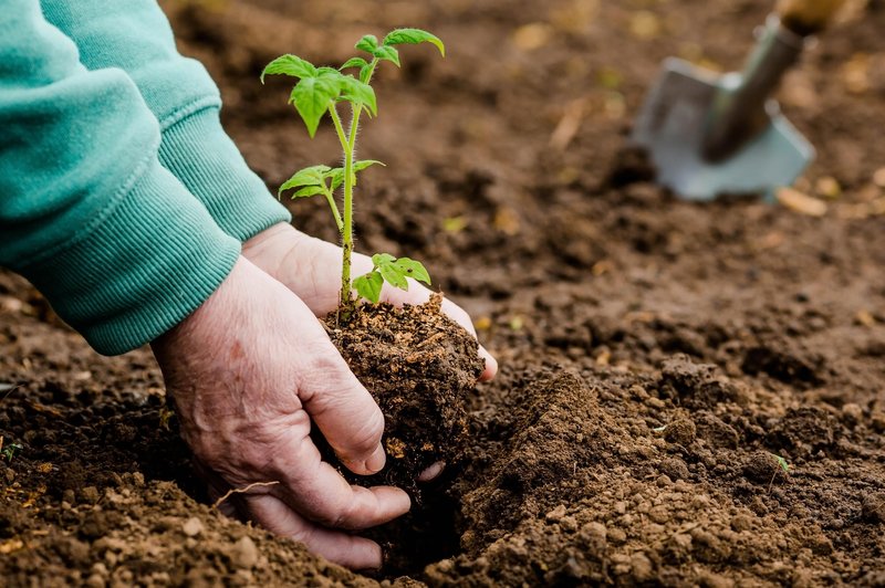 Pravi vrtnarji na zemlji, kjer načrtujejo sajenje paradižnika, najprej ZAKOPLJEJO TO (foto: Shutterstock)