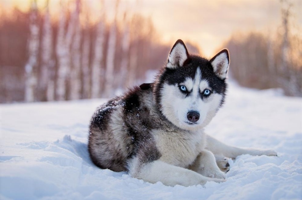 Na Kamčatki se je izgubil pes in si v gozdu našel novo živalsko družino (foto: shutterstock)