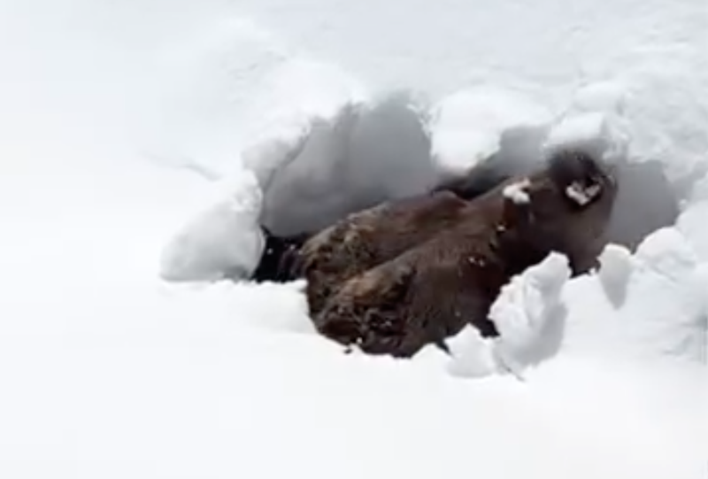 Poglejte, kako se medved prebudi iz hibernacije! (VIDEO)