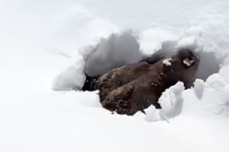 Poglejte, kako se medved prebudi iz hibernacije! (VIDEO) (foto: posnetek zaslona Facebook)