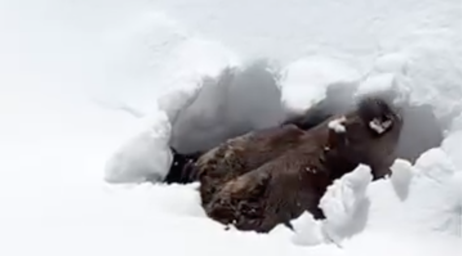 Poglejte, kako se medved prebudi iz hibernacije! (VIDEO) (foto: posnetek zaslona Facebook)