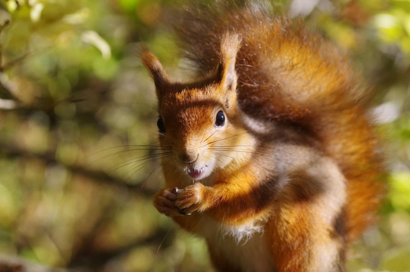Kaj pomeni, če vidite VEVERICO? Veverica kot šamanska žival (foto: profimedia)