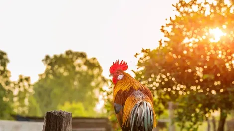 Duhovno sporočilo petelina