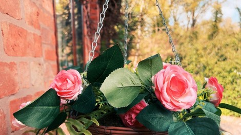 NARAVEN TRIK za lepše in bolj cvetoče ROŽE