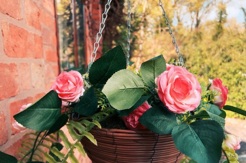 NARAVEN TRIK za lepše in bolj cvetoče ROŽE (foto: profimedia)