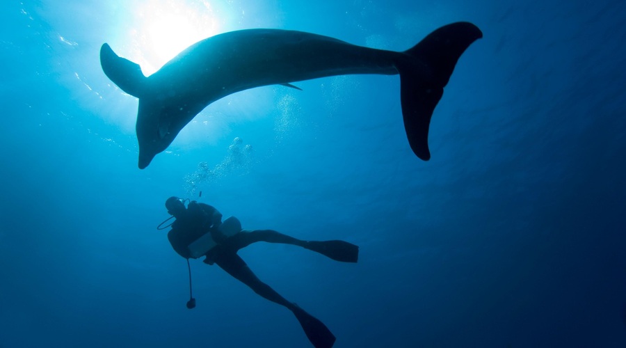 Človek, ki je govoril z DELFINI: Neverjetna zgodba italjanskega potapljača (foto: Profimedia)