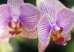 Kaj pomeni, ko zacveti orhideja? To ni naključje, prinaša vam globlje sporočilo