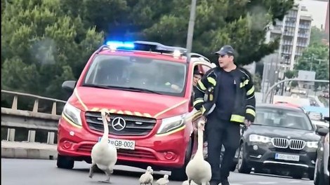 Zaradi simpatične družine se je promet v Kopru upočasnil
