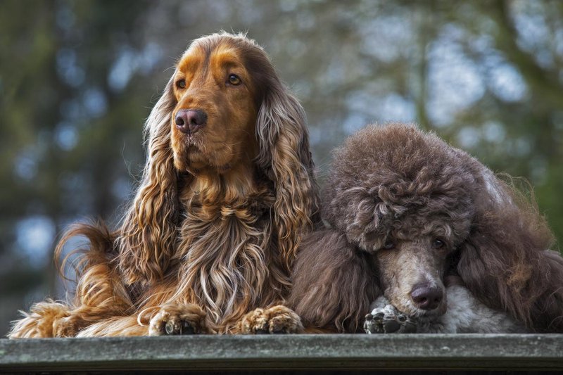 Veterinar razkriva: "To je 5 pasem psov, ki bi jih z veseljem imel doma"