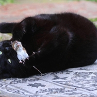 Kaj vam sporoča mačka, ko vam prinese miš?