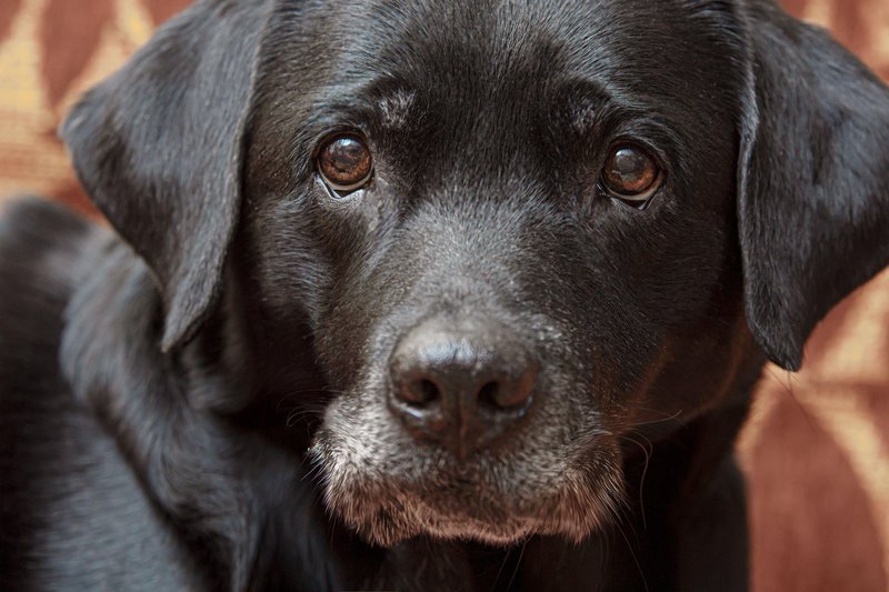 Črni pes pasme labradorec