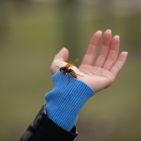 Kaj storiti, če vas piči osa, čebela ali sršen? Na mesto pika nanesite to in bolečina bo izginila v trenutku