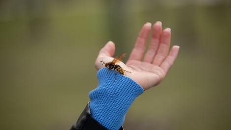 Kaj storiti, če vas piči osa, čebela ali sršen? Na mesto pika nanesite to in bolečina bo izginila v trenutku