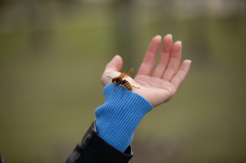 Kaj storiti, če vas piči osa, čebela ali sršen? Na mesto pika nanesite to in bolečina bo izginila v trenutku (foto: Profimedia)