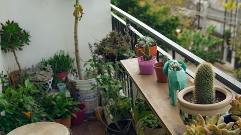 rastline balkon