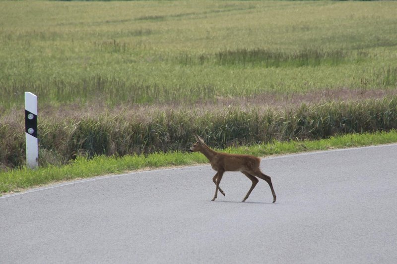 srna na cesti