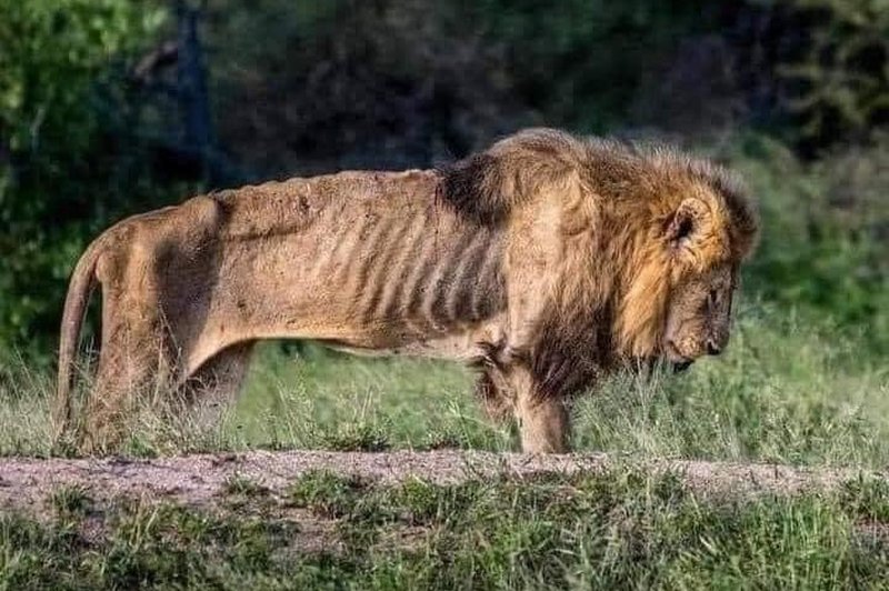 Fotografija umirajočega leva s pomembnim sporočilom: "Moč je minljiva, zato bodimo ponižni" (foto: Facebook / Posnetek zaslona)