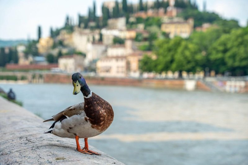 SIMBOLIKA: Kaj pomeni, če vidite raco ali gos? (foto: profimedia)