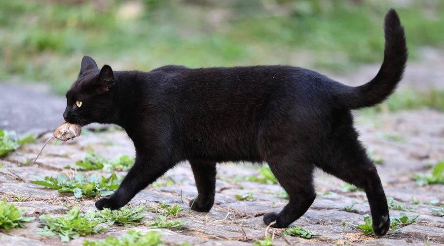 Ali je zdravo, če mačka lovi in poje miš? (foto: profimedia)