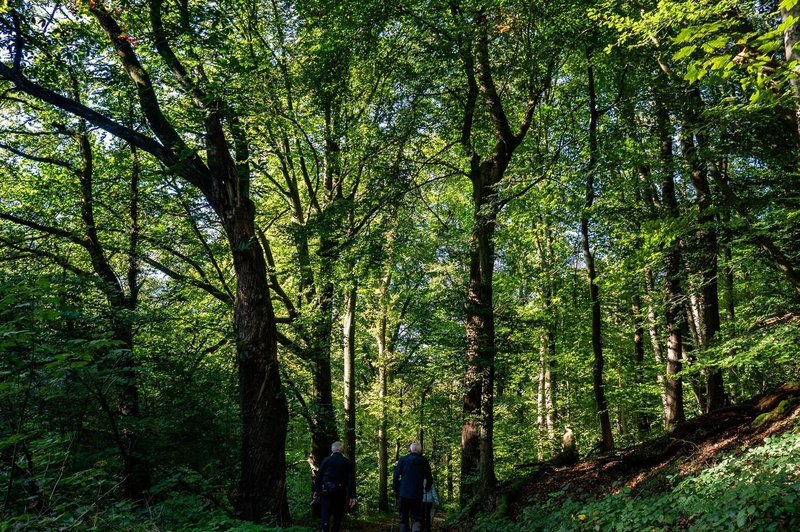 Kamera v gozdu posnela čudoviti prizor (foto: profimedia)