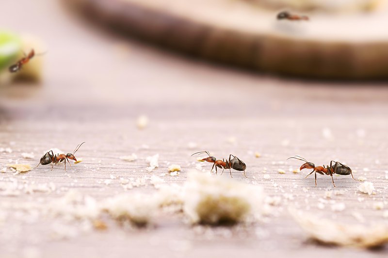 Kaj pomeni, če se v vaši hiši pojavijo MRAVLJE? (Duhovni pomen) (foto: Shutterstock)