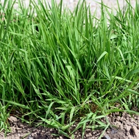 To je ena najbolj zdravilnih rastlin na svetu: danes jo obravnavamo kot plevel, v resnici pa se uporablja za zdravljenje različnih težav