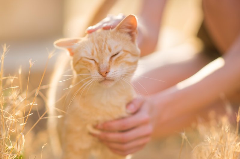 Vaša mačka opazi, kdaj ste žalostni (foto: shutterstock)