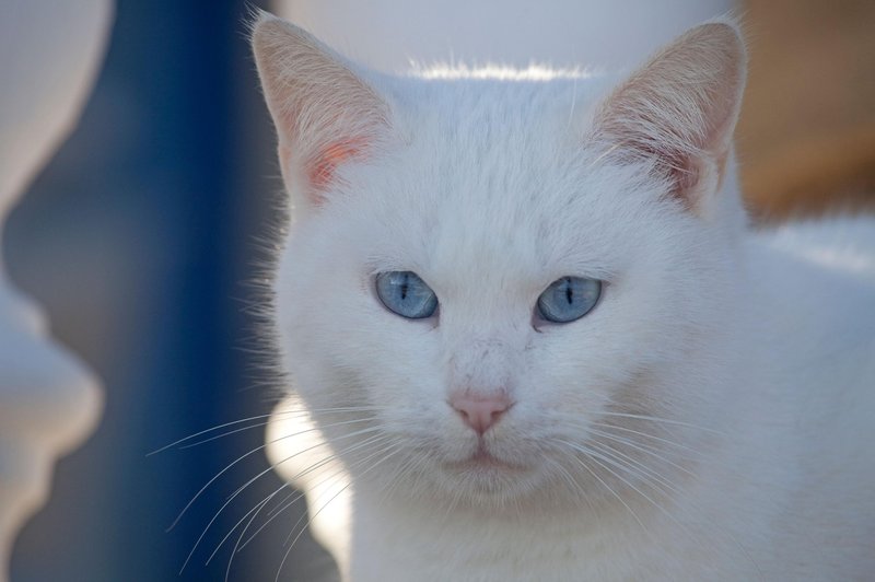 Bele mačke so odlične zdravilke srca (foto: Profimedia)