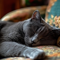 Zakaj se mačke uležejo na točno določena mesta v hiši?