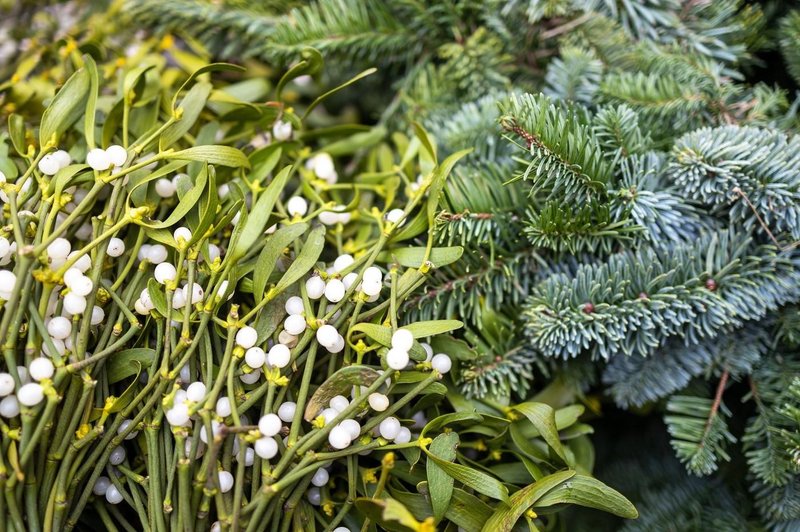 To je bila za naše staroverce SVETA ZEL - obešena je bila v vsaki hiši! (foto: profimedia)