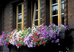 Že februarja lahko posadite te rože in kmalu boste imeli najlepši balkon daleč naokrog